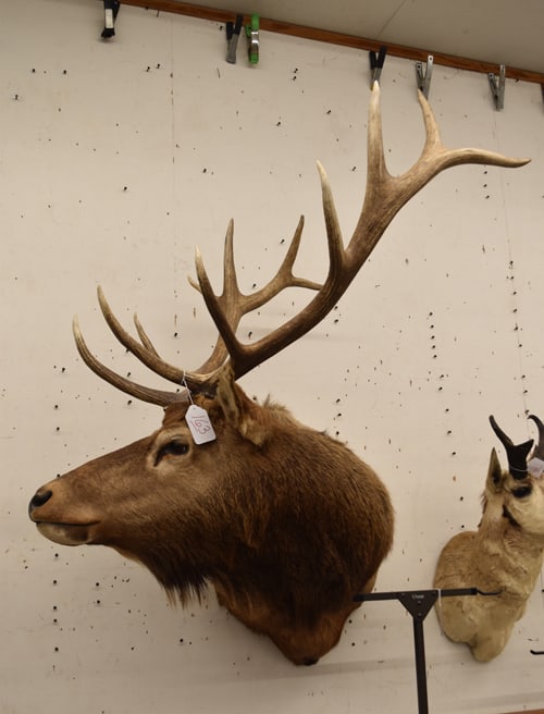 ELK MOUNT (1 of 5)