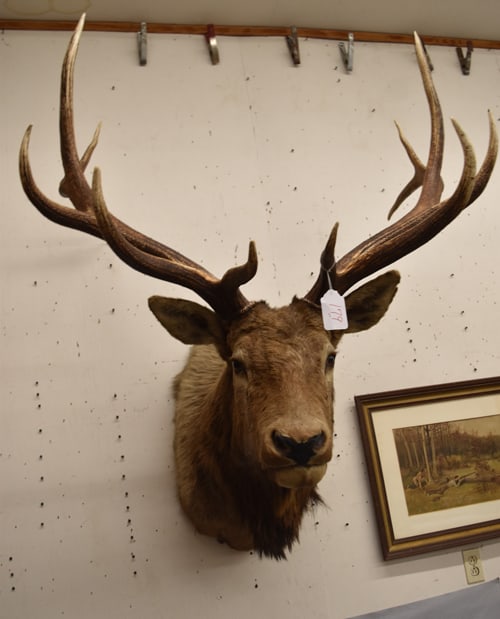 ELK MOUNT (1 of 4)