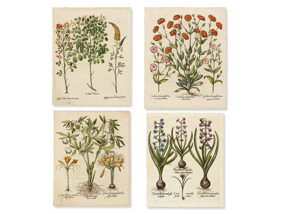 Four Colored Copper Engravings after Basilius Besler,: Colored copper engravings on handmade paper Germany, 1713 Basilius Besler (1561-1629) – German apothecary, botanist and publisher Colored engravings from ‘Hortus Eystettensis’, published 1713 An
