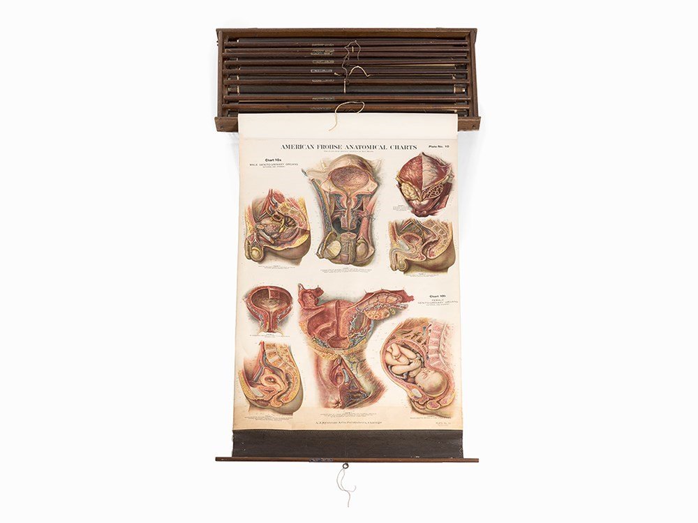 Nystrom Frohse Anatomical Charts