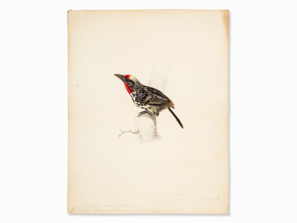 Edward Lear(1812-1888), Woodpecker, Watercolor, c.: Watercolor, heightened with gouache on light cardboard (blindstamp ‘FINE BOARD’) Great Britain, around 1832-1837 Edward Lear (1812-1888) – British painter and animal draftsman Signed on the bran