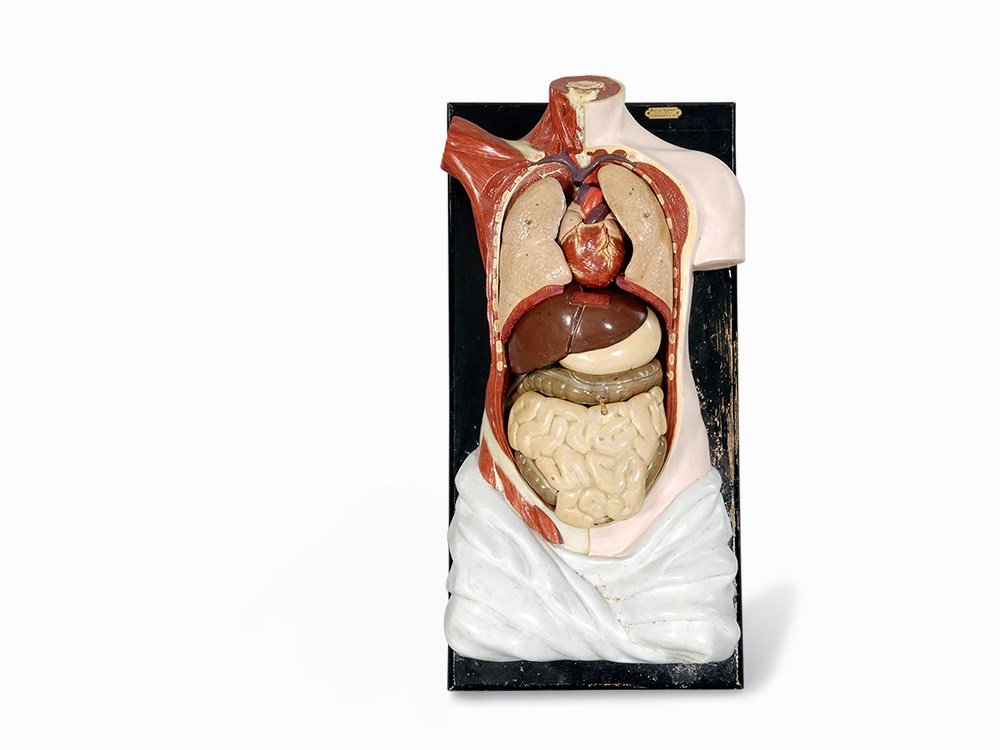Marcus Sommer, Medical Model, Germany, c. 1900: Plaster, Wood Germany, c. 1900 Medical model on a wooden stand with removable organs Made by Marcus Sommer of Sonneberg With original label Dimensions: 66 x 40 x 49 cm Good condition Object is regular