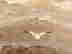 item-44515255=10