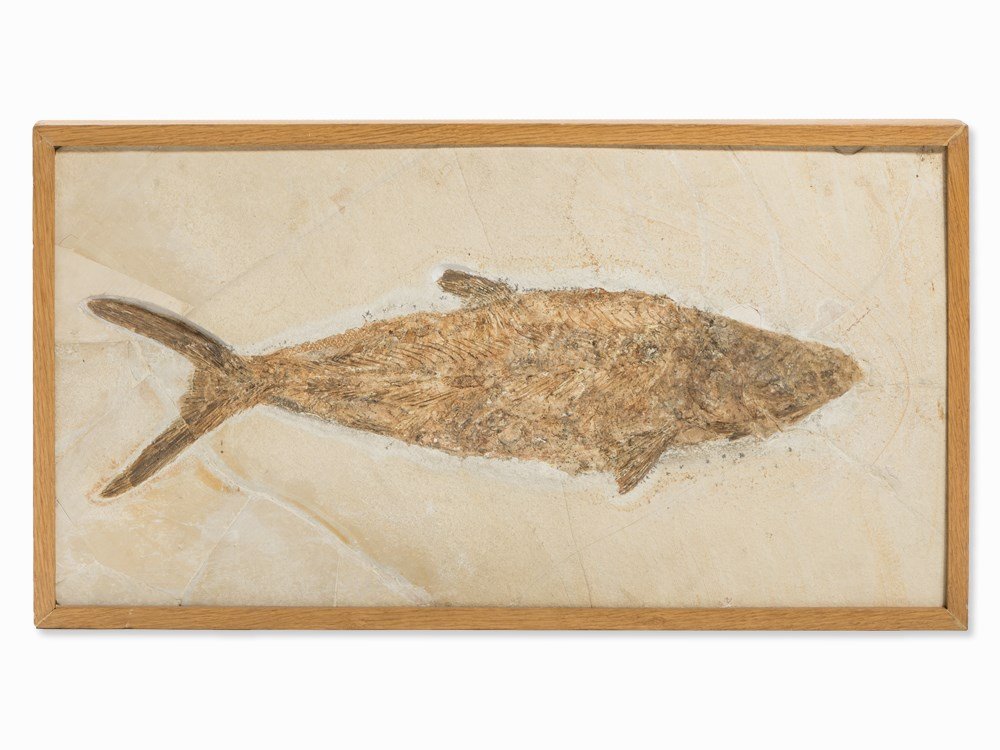 A Fossil Predator Fish, Solnhofen Limestone, Germany, (1 of 6)