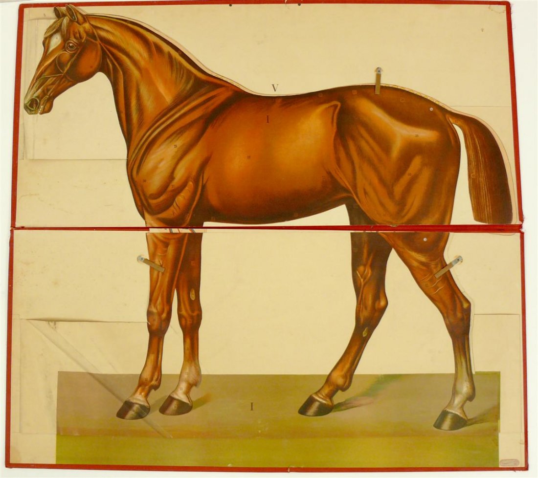 Somso. Anatomical illustration of a horse.: Folded cards with Exterior, skeletal, vascular system, muscle and organs. Lithography / folder. 48 x 104.5 cm.