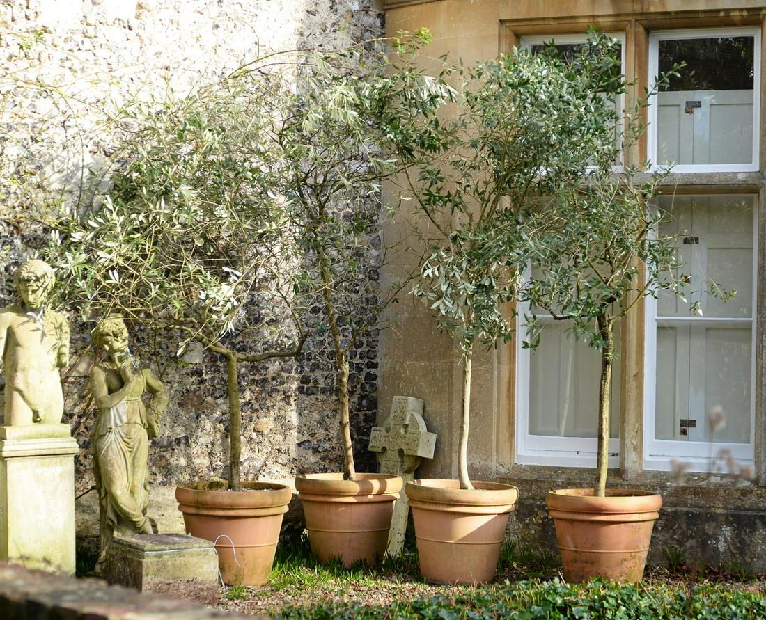 A SET OF FOUR LARGE TERRACOTTA POTS PLANTED WITH OLIVES, CONTEMPORARY (1 of 2)