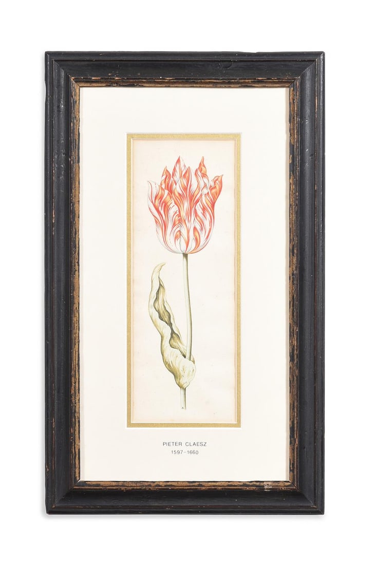 ATTRIBUTED TO PIETER CLAESZ (DUTCH CIRCA 1579-1660), PARROT TULIP: ATTRIBUTED TO PIETER CLAESZ (DUTCH CIRCA 1579-1660)PARROT TULIPBody colour and watercolour on laid paper23 x 8.5cm (9 x 3¼ in.)Provenance:Christie's, South Kensington, Old Master Pictures and Dra