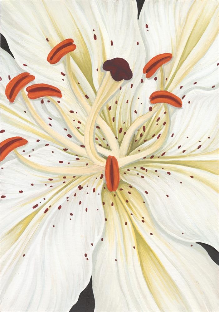 Weronika Anna Rosa, White Lily, 2024 (1 of 2)