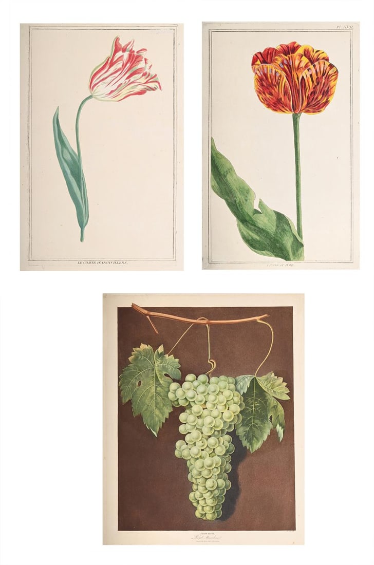 GEORGE BROOKSHAW (BRITISH 1751-1823), ROYALE MUSCADINE GRAPES (3): GEORGE BROOKSHAW (BRITISH 1751-1823) ROYALE MUSCADINE GRAPES, PLATE. XLVIII from 'Pomona Britannica; or, A Collection of the Most Esteemed Fruits'Aquatint and engraving, printed in colour and finished