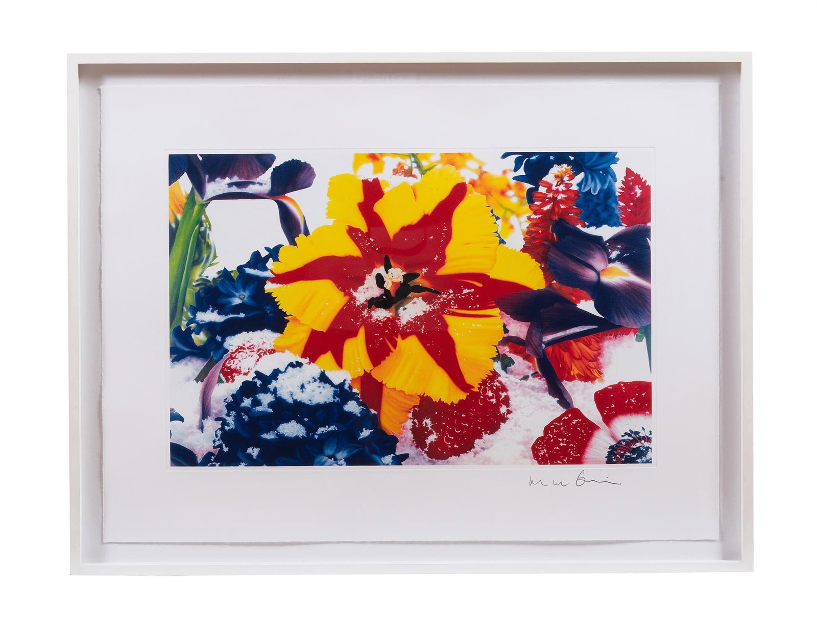 λ MARC QUINN (BRITISH B.1964), FLOWERS (3): ? MARC QUINN (BRITISH B.1964)FLOWERSPigment prints (3)Each signed (lower right)36cm x 54cm ? indicates that this lot may be subject to Droit de Suite royalty charges. Please see our Terms & Conditions