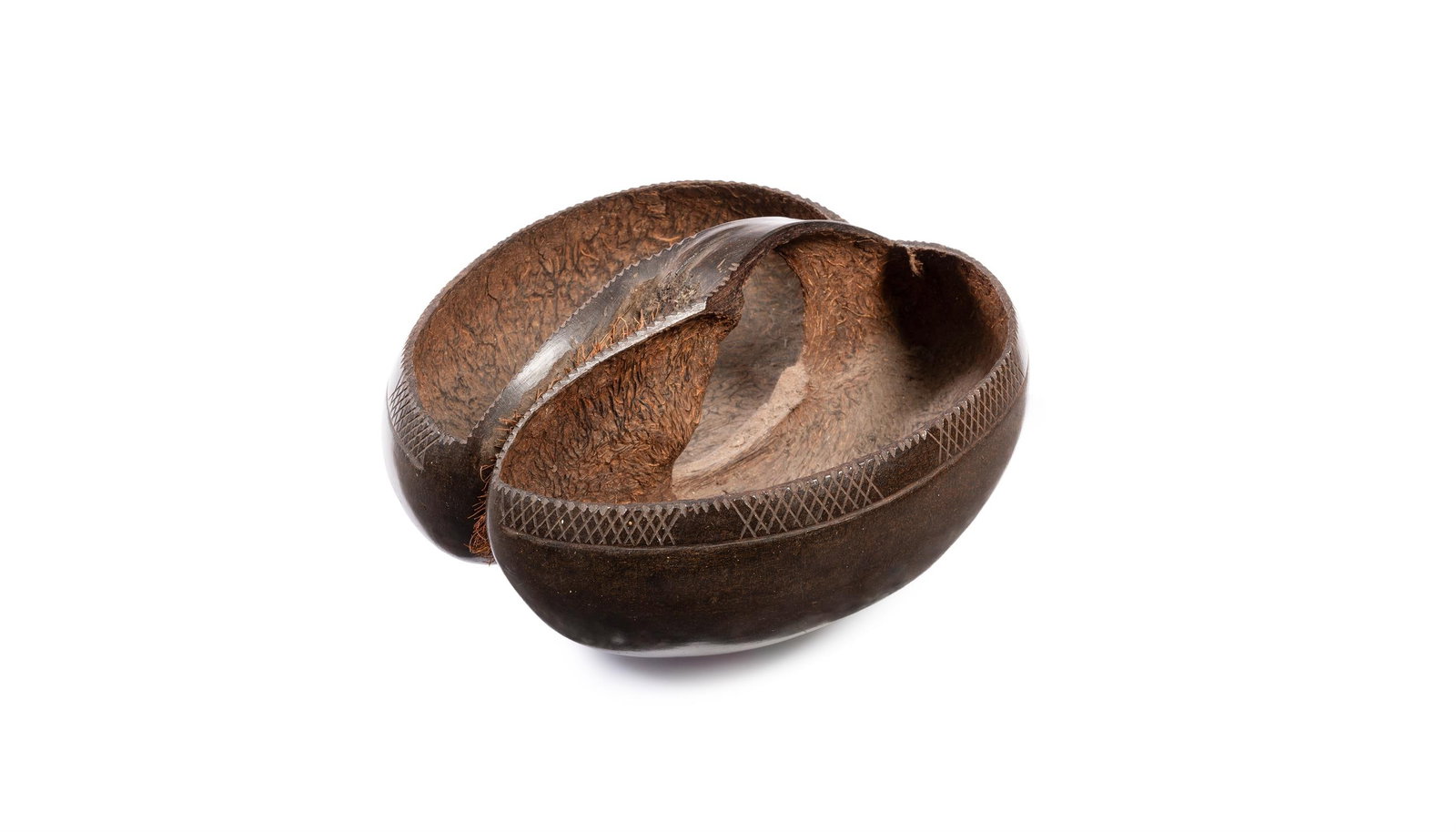 Y A COCO DE MER [LODOICEA MALDIVICA] (1 of 3)