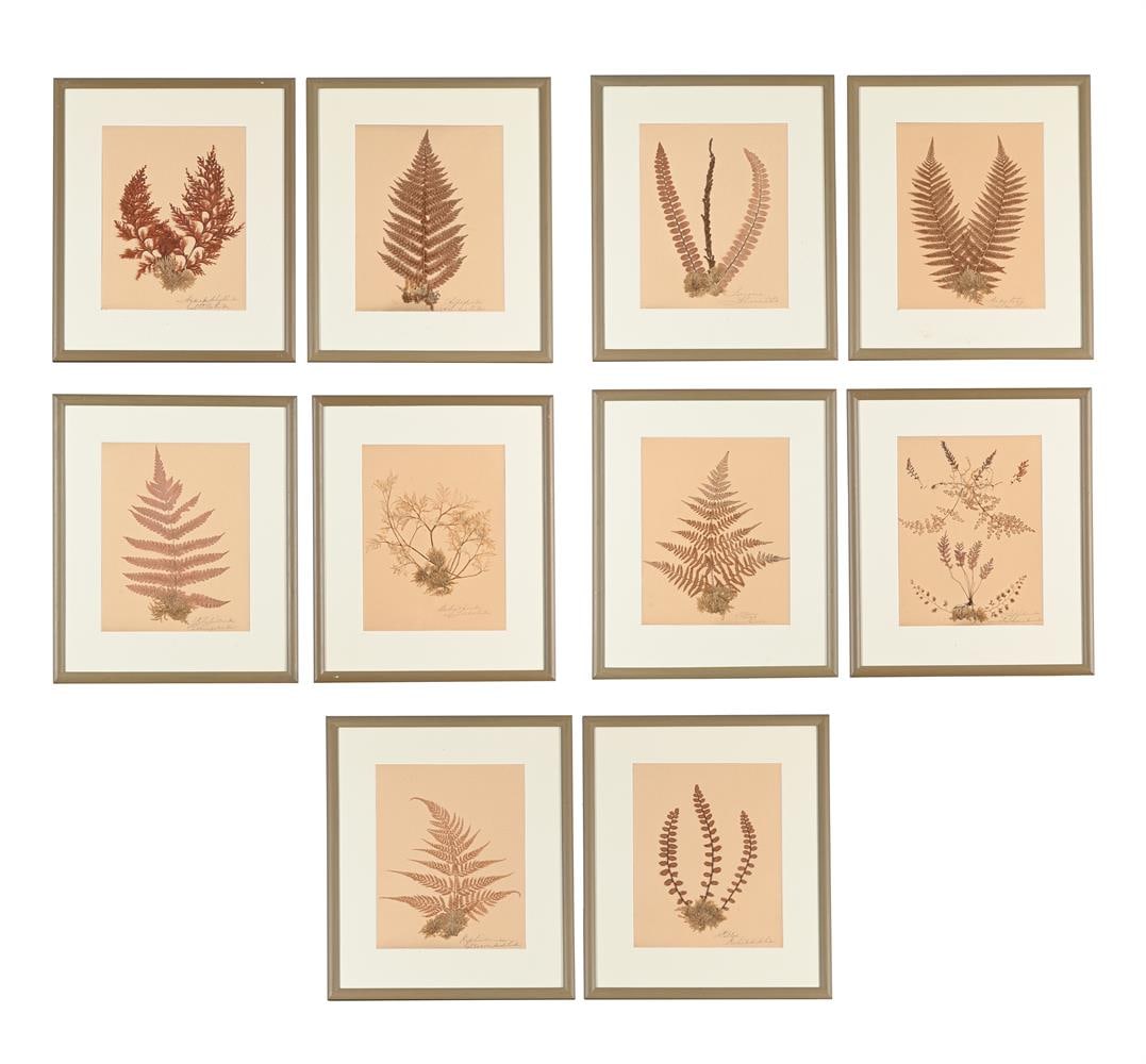 A SET OF TEN PRESERVED SPECIMENS OF FERNS AND MOSS, PROBABLY LATE 19TH CENTURY AND LATER RE-FRAMED: A SET OF TEN PRESERVED SPECIMENS OF FERNS AND MOSS PROBABLY LATE 19TH CENTURY AND LATER RE-FRAMED Each with a dried specimen on a brown paper ground and with pen inscription in Latin