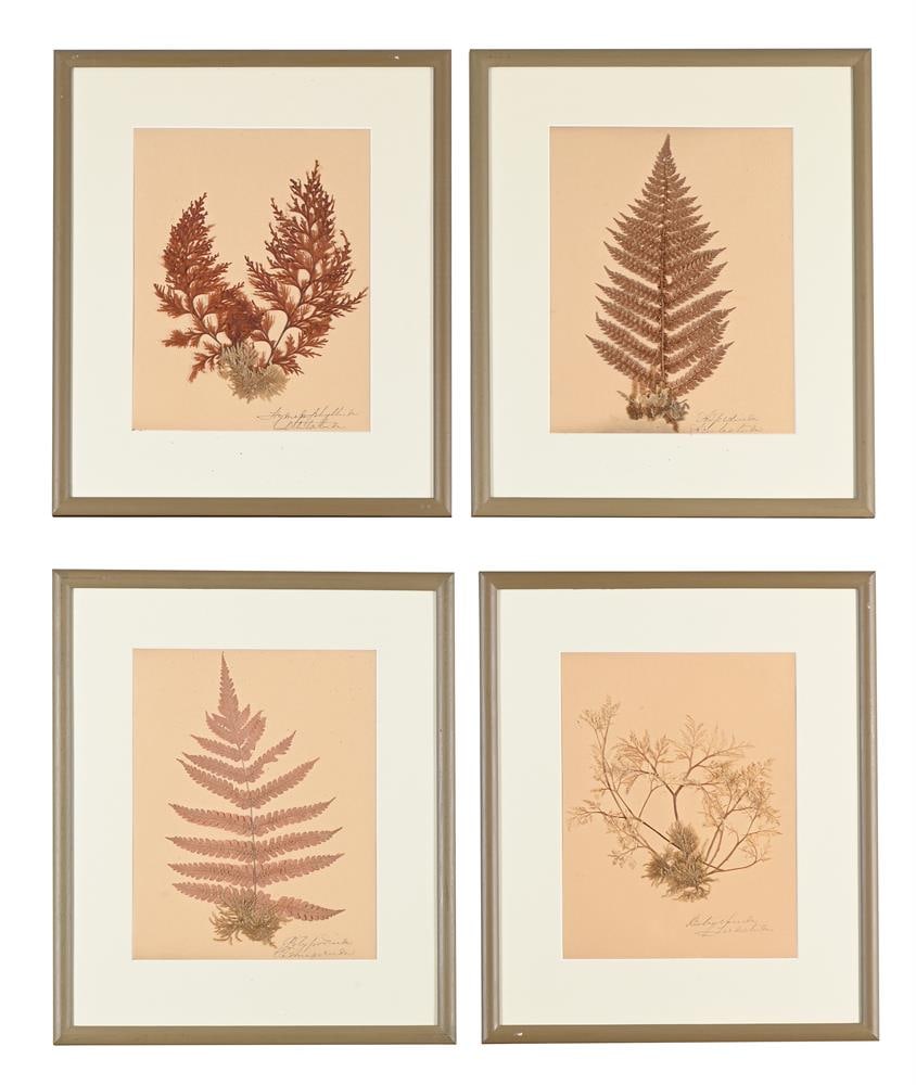 A SET OF TEN PRESERVED SPECIMENS OF FERNS AND MOSS, PROBABLY LATE 19TH CENTURY AND LATER RE-FRAMED - 2