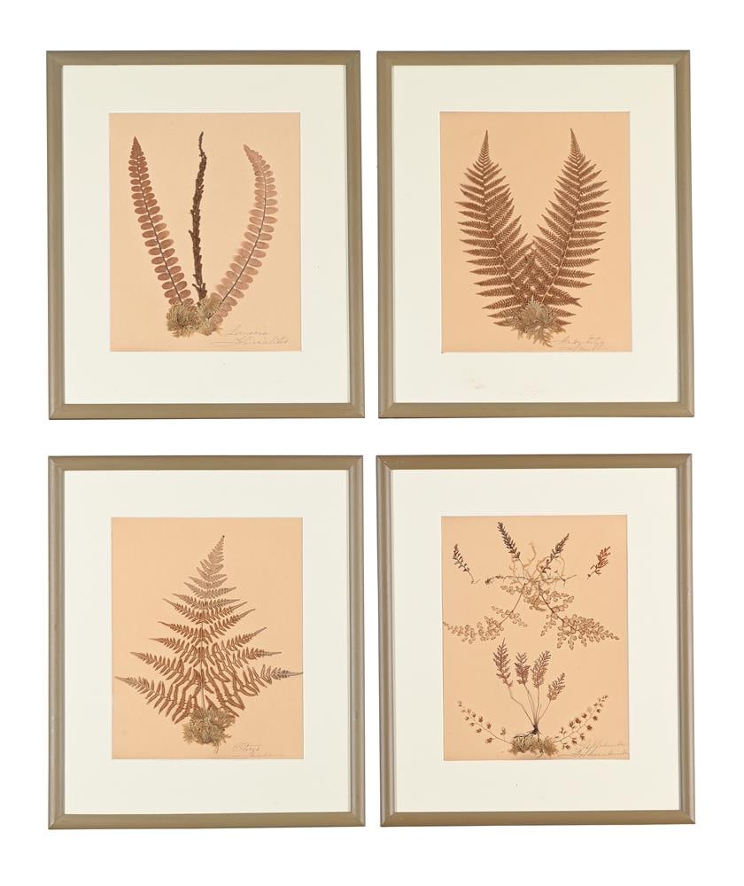 A SET OF TEN PRESERVED SPECIMENS OF FERNS AND MOSS, PROBABLY LATE 19TH CENTURY AND LATER RE-FRAMED - 3