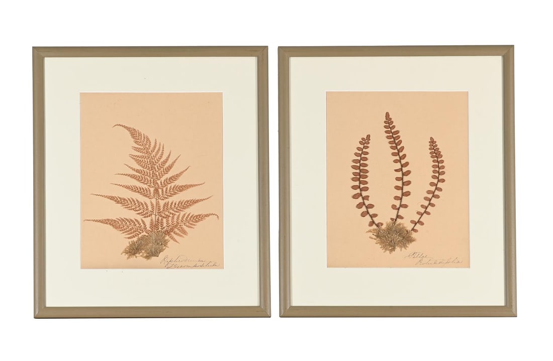 A SET OF TEN PRESERVED SPECIMENS OF FERNS AND MOSS, PROBABLY LATE 19TH CENTURY AND LATER RE-FRAMED - 4