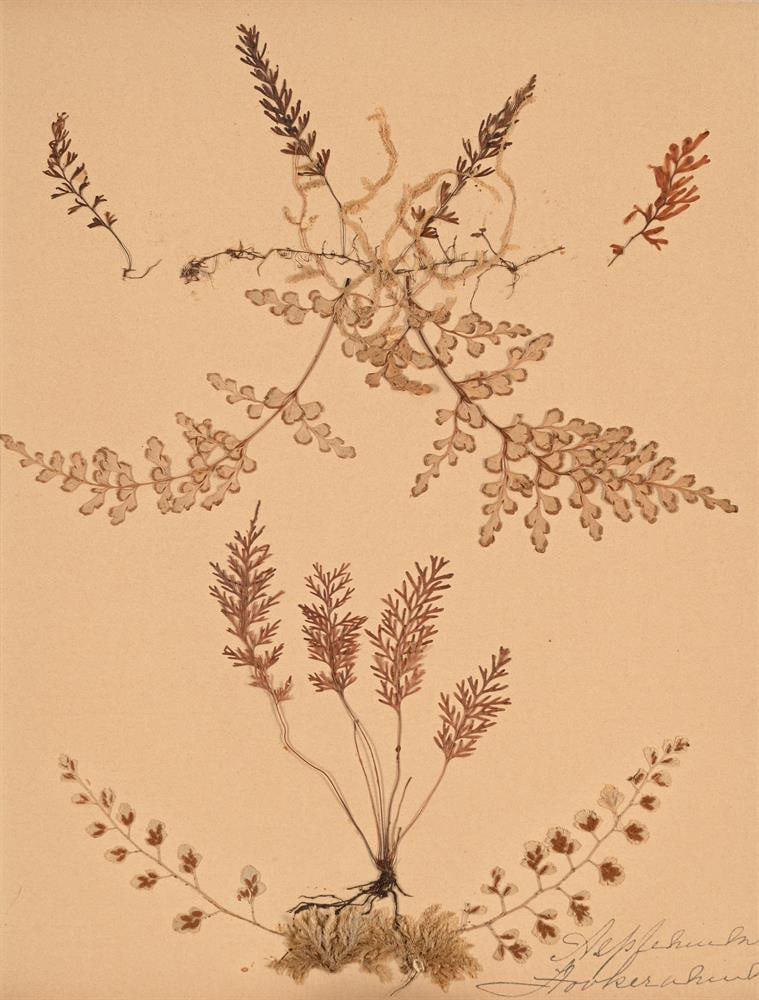 A SET OF TEN PRESERVED SPECIMENS OF FERNS AND MOSS, PROBABLY LATE 19TH CENTURY AND LATER RE-FRAMED - 6