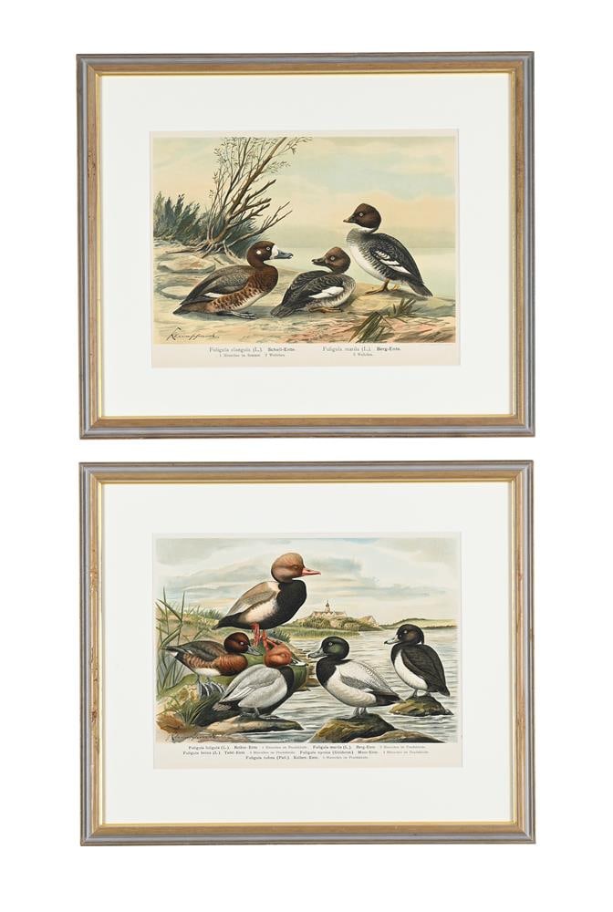 FOUR ORNITHOLOGICAL PRINTS, AFTER THE 'NATURGESCHICHTE VÖGEL MITTEL-EUROPAS' (1897) - 2