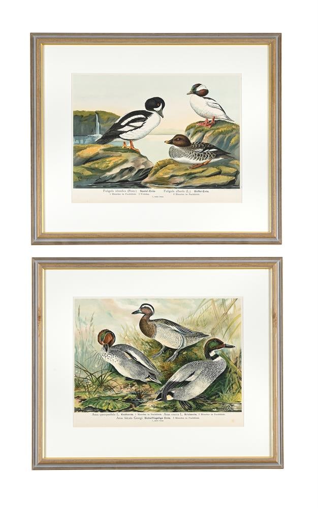 FOUR ORNITHOLOGICAL PRINTS, AFTER THE 'NATURGESCHICHTE VÖGEL MITTEL-EUROPAS' (1897) - 3