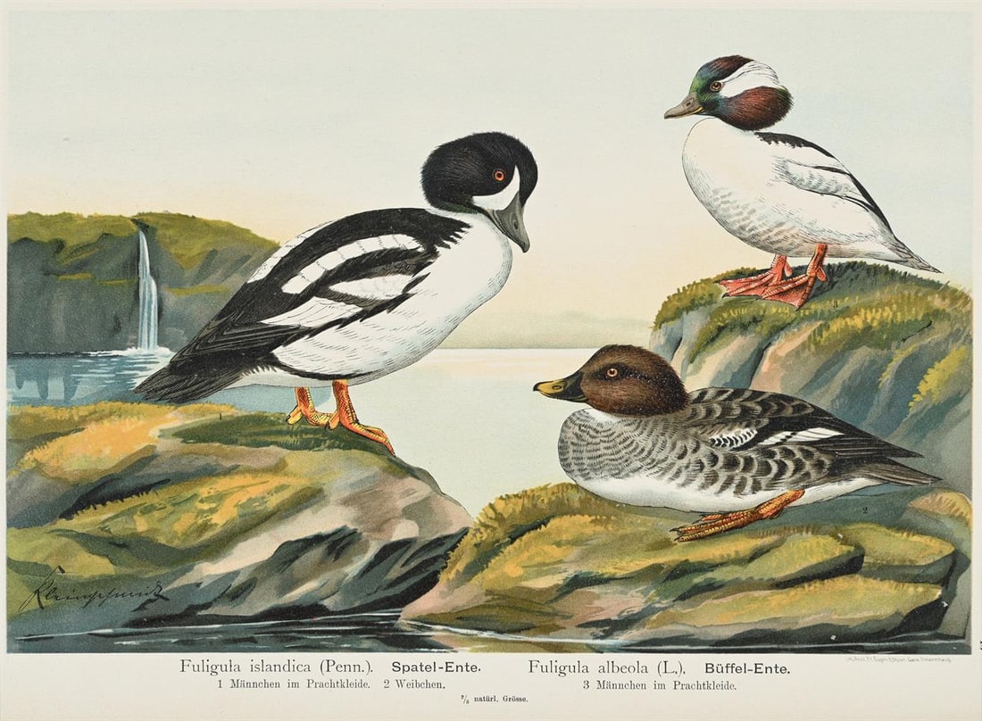 FOUR ORNITHOLOGICAL PRINTS, AFTER THE 'NATURGESCHICHTE VÖGEL MITTEL-EUROPAS' (1897) - 7