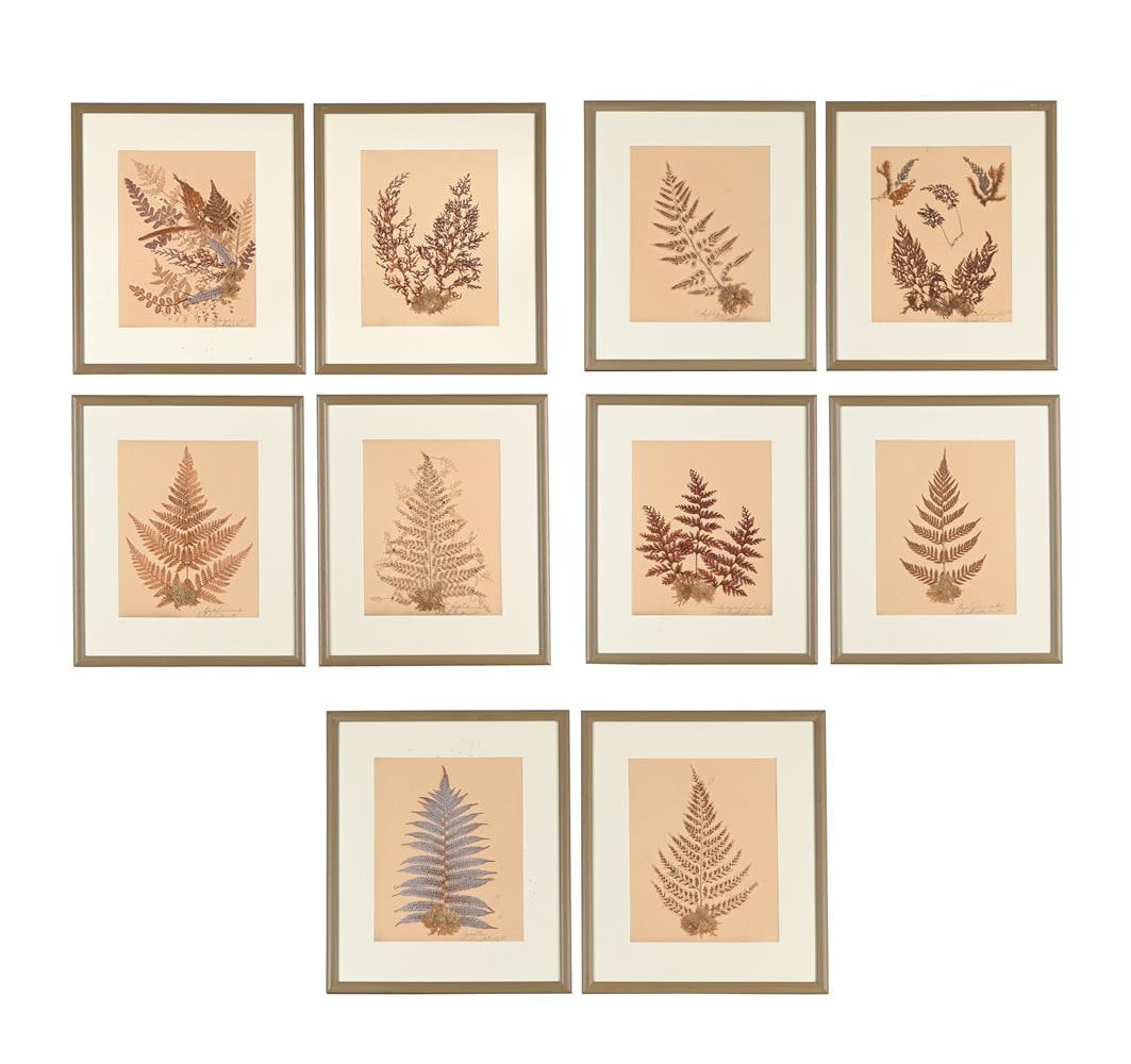 A SET OF TEN PRESERVED SPECIMENS OF FERNS AND MOSS, PROBABLY LATE 19TH CENTURY AND LATER RE-FRAMED: A SET OF TEN PRESERVED SPECIMENS OF FERNS AND MOSS PROBABLY LATE 19TH CENTURY AND LATER RE-FRAMED Each with a dried specimen on a brown paper ground and with pen inscription in Latin
