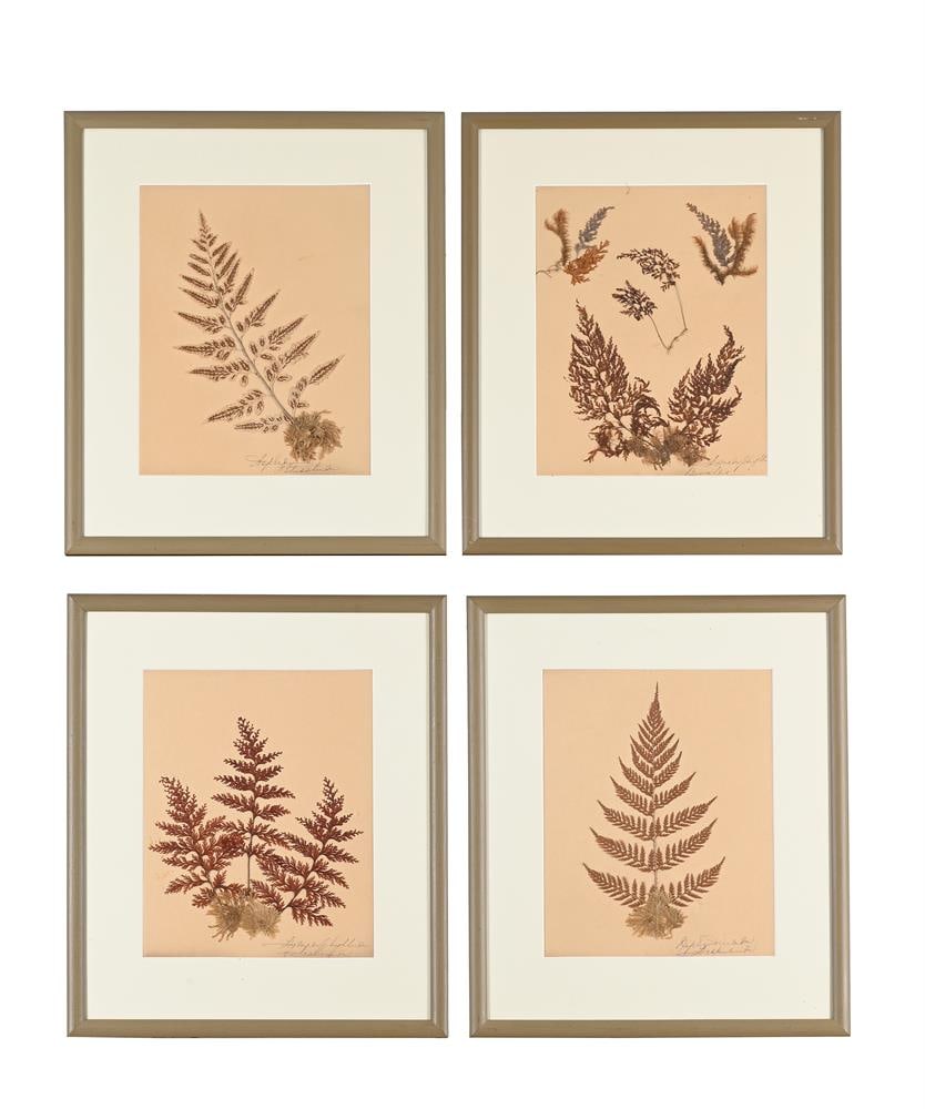 A SET OF TEN PRESERVED SPECIMENS OF FERNS AND MOSS, PROBABLY LATE 19TH CENTURY AND LATER RE-FRAMED - 2