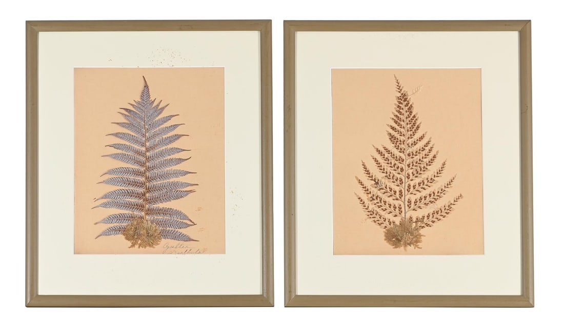 A SET OF TEN PRESERVED SPECIMENS OF FERNS AND MOSS, PROBABLY LATE 19TH CENTURY AND LATER RE-FRAMED - 4