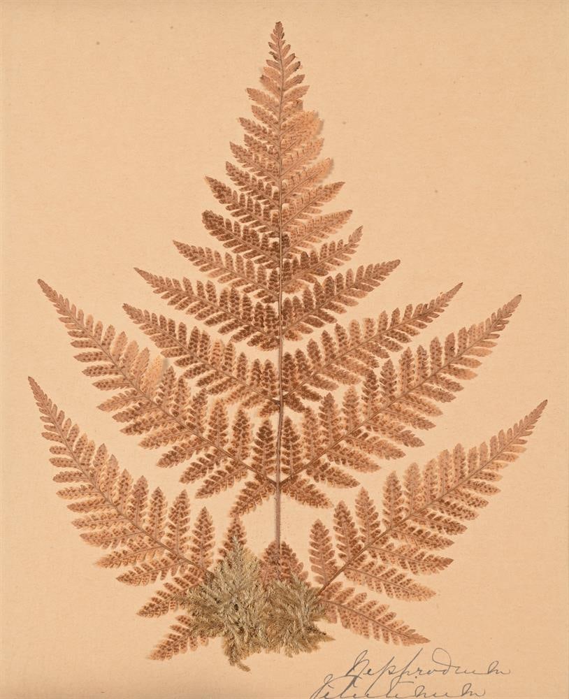 A SET OF TEN PRESERVED SPECIMENS OF FERNS AND MOSS, PROBABLY LATE 19TH CENTURY AND LATER RE-FRAMED - 5