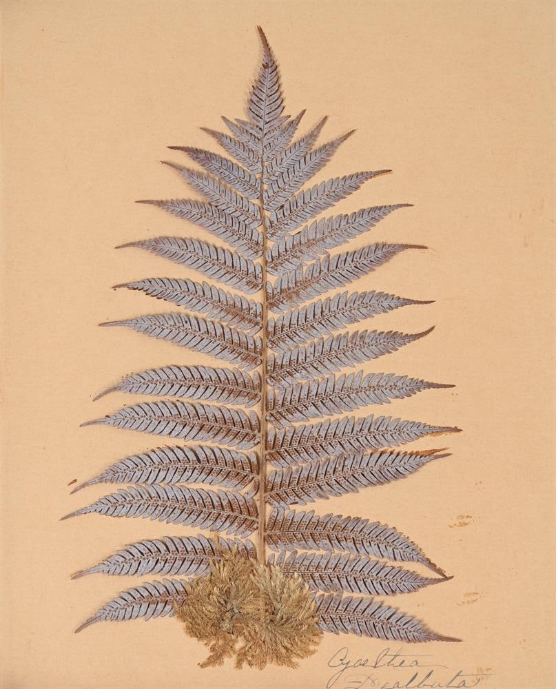 A SET OF TEN PRESERVED SPECIMENS OF FERNS AND MOSS, PROBABLY LATE 19TH CENTURY AND LATER RE-FRAMED - 6
