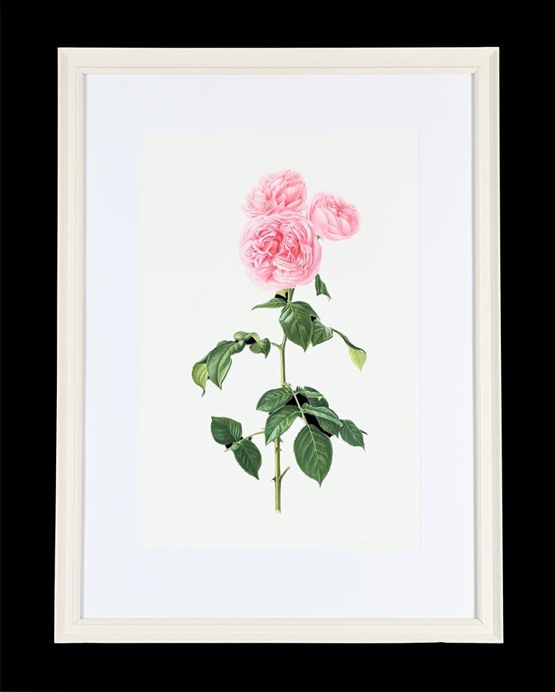 RUI JIANG (CHINESE B. 1981), ROSA DESDEMONA; ROSA PINK MARTINI (2) - 2