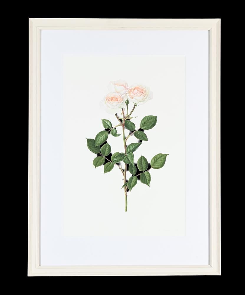 RUI JIANG (CHINESE B. 1981), ROSA DESDEMONA; ROSA PINK MARTINI (2) - 3