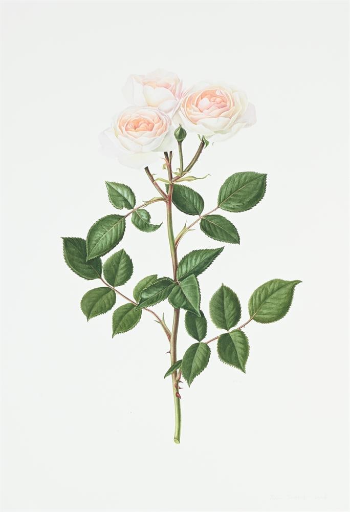 RUI JIANG (CHINESE B. 1981), ROSA DESDEMONA; ROSA PINK MARTINI (2) - 4
