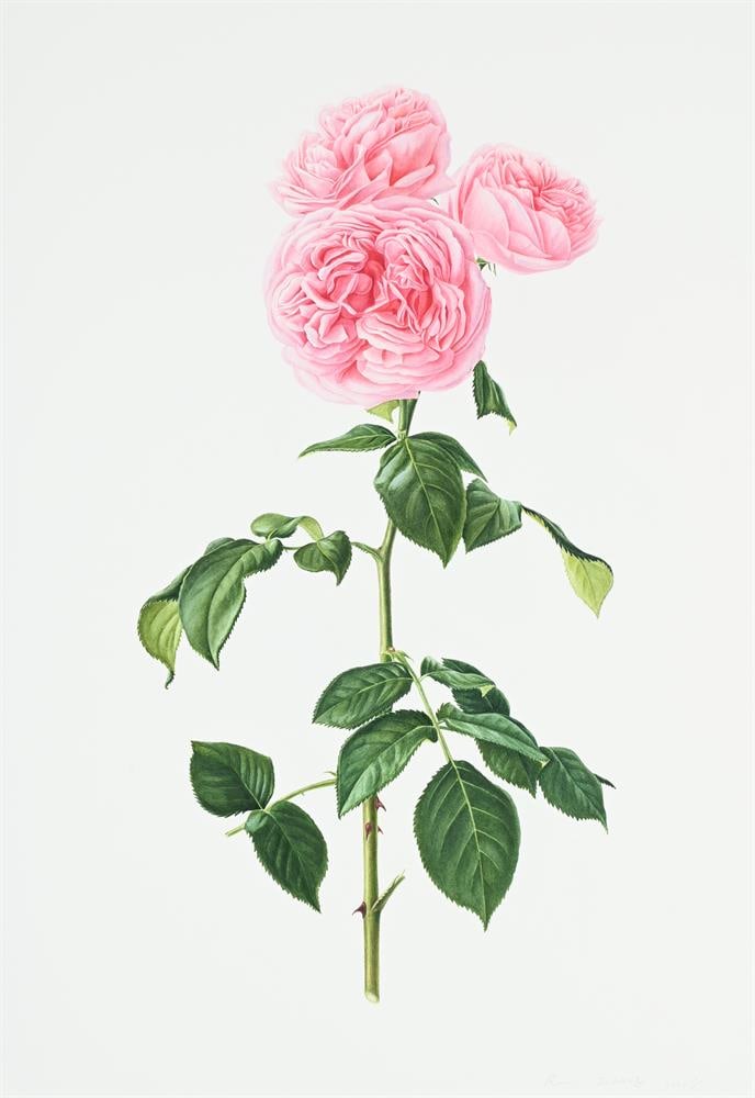 RUI JIANG (CHINESE B. 1981), ROSA DESDEMONA; ROSA PINK MARTINI (2) - 5