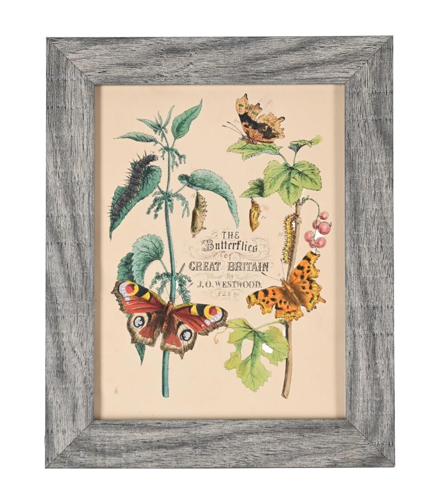 JOHN OBADIAH WESTWOOD (BRITISH 1805-1893), THE BUTTERFLIES AND MOTHS OF GREAT BRITAIN (10) - 5