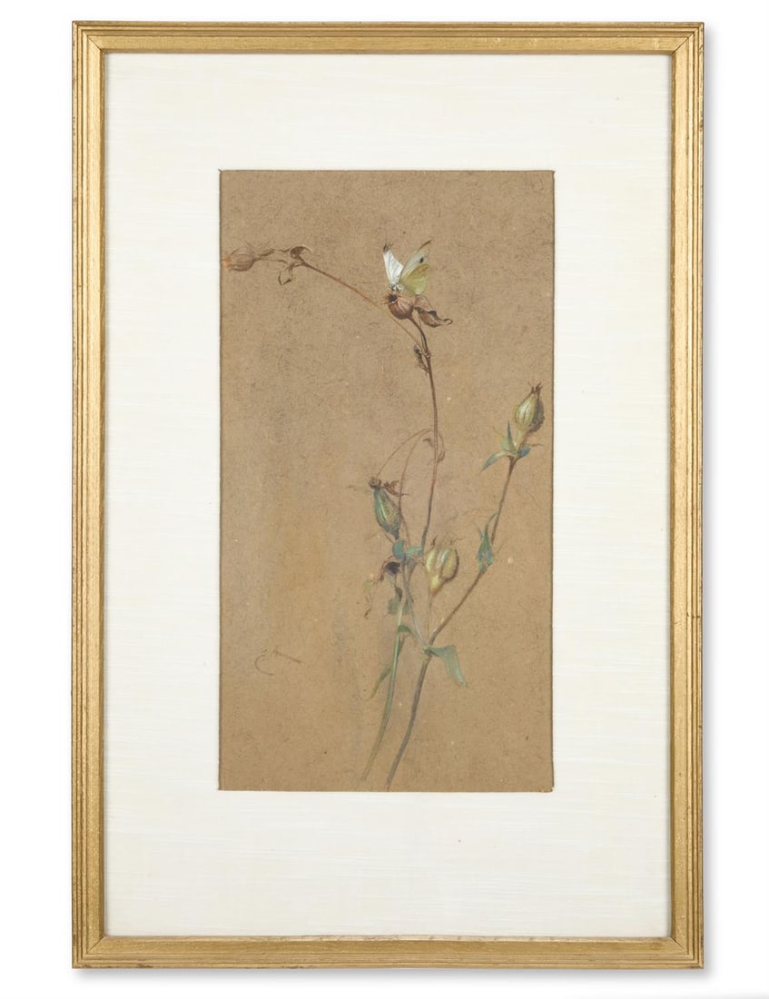 EDWIN JOHN ALEXANDER (BRITISH 1870-1926), A BUTTERFLY ON SEEDED CAMPION (1 of 2)
