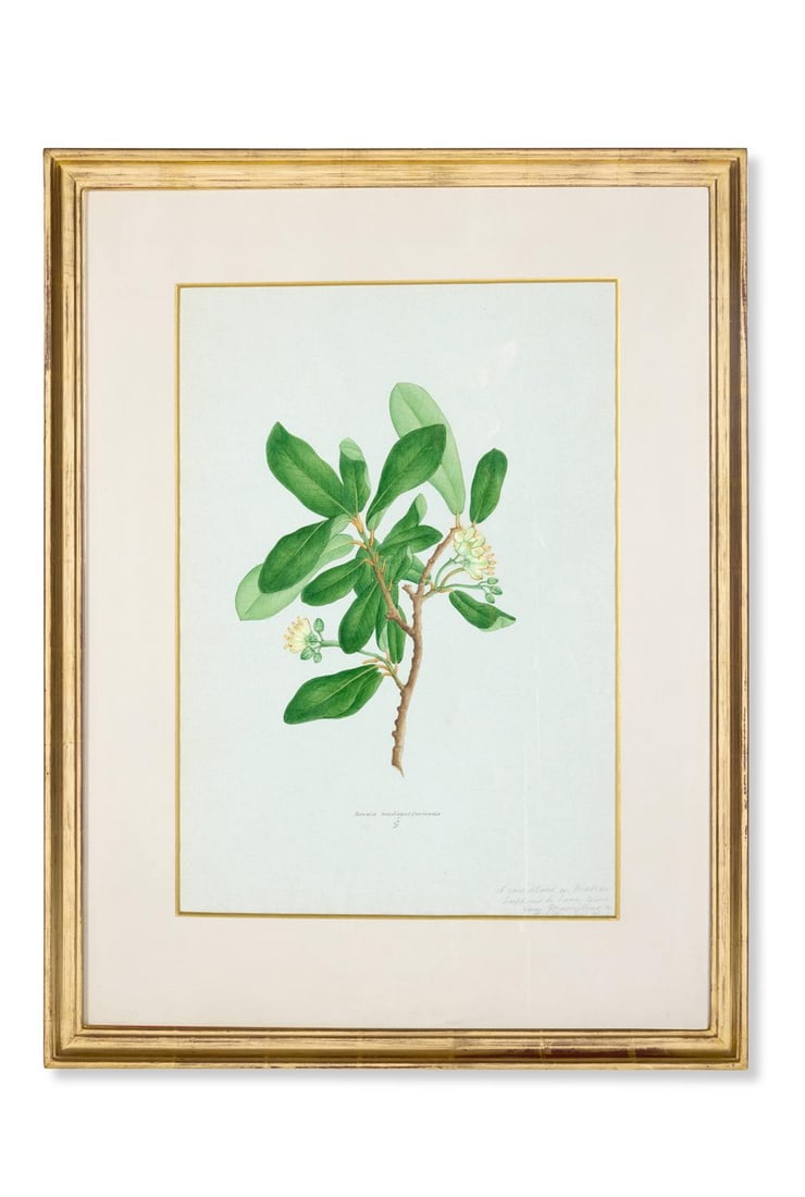 ANGLO-INDIAN SCHOOL, CIRCA 1860, A SPRIG OF MADAGASCAR BREXIA: ANGLO-INDIAN SCHOOL (CIRCA 1860)A SPRIG OF MADAGASCAR BREXIAPen and grey ink and watercolour, heightened with white and gum arabic on grey paperWith inscription A rare plant in Madras/supposed to have