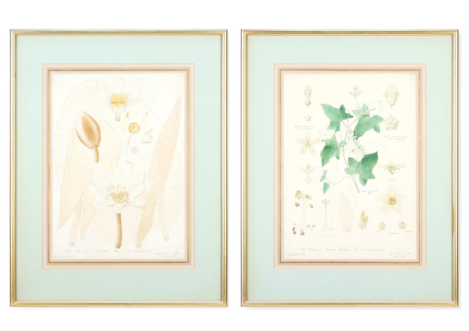 WORTHINGTON GEORGE SMITH (BRITISH 1835-1917), RED BRYONY, BRYONIA DIOICA; WATER LILY NYMPHAEA ALBA (1 of 3)