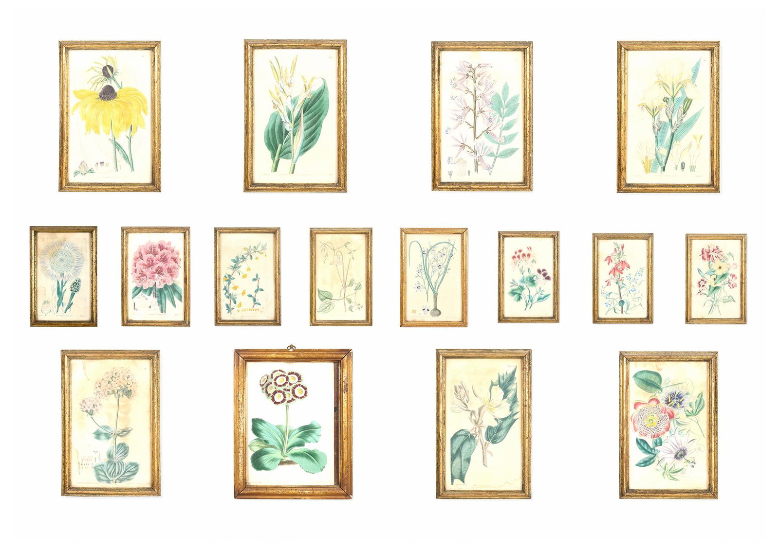 AFTER EDWIN DALTON SMITH, NINE HAND COLOURED ENGRAVINGS OF FLOWERS: AFTER EDWIN DALTON SMITHNINE HAND COLOURED ENGRAVINGS OF FLOWERS, PUBLISHED 183120 x 12cm (7¾ x 4½in.); and slightly smaller; together with coloured lithograph of auricula by J. Andrews and 