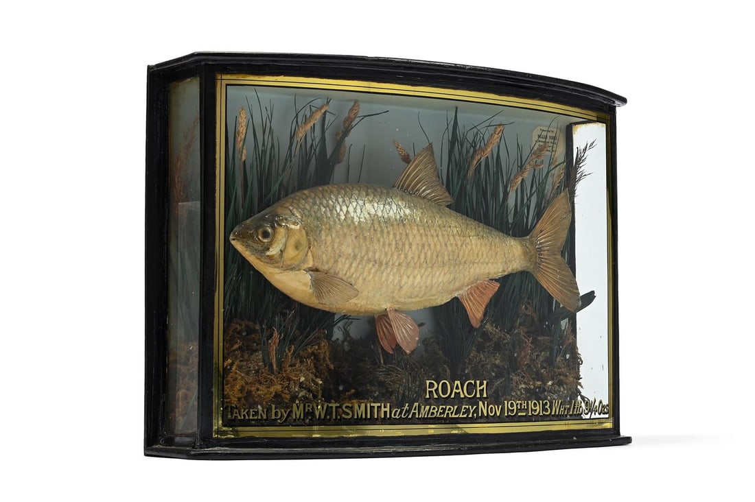 A COOPER TYPE CASED TAXIDERMY ROACH, DATED NOVEMBER 19TH 1913 - 2