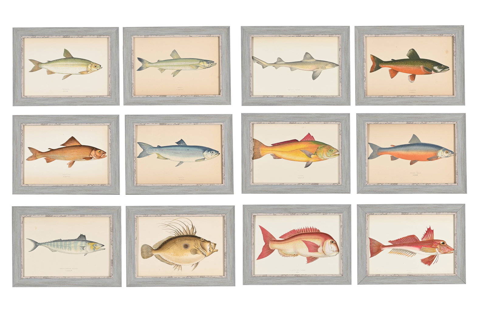 AFTER JONATHAN CROUCH, A SET OF TWELVE PRINTS OF ILLUSTRATIONS FROM A HISTORY OF THE FISHES OF THE B: AFTER JONATHAN CROUCH A SET OF TWELVE PRINTS OF ILLUSTRATIONS FROM A HISTORY OF THE FISHES OF THE BRITISH ISLANDS Coloured engraving Each sheet approximately 14 x 20cm (5½ x 7¾in.) (12)