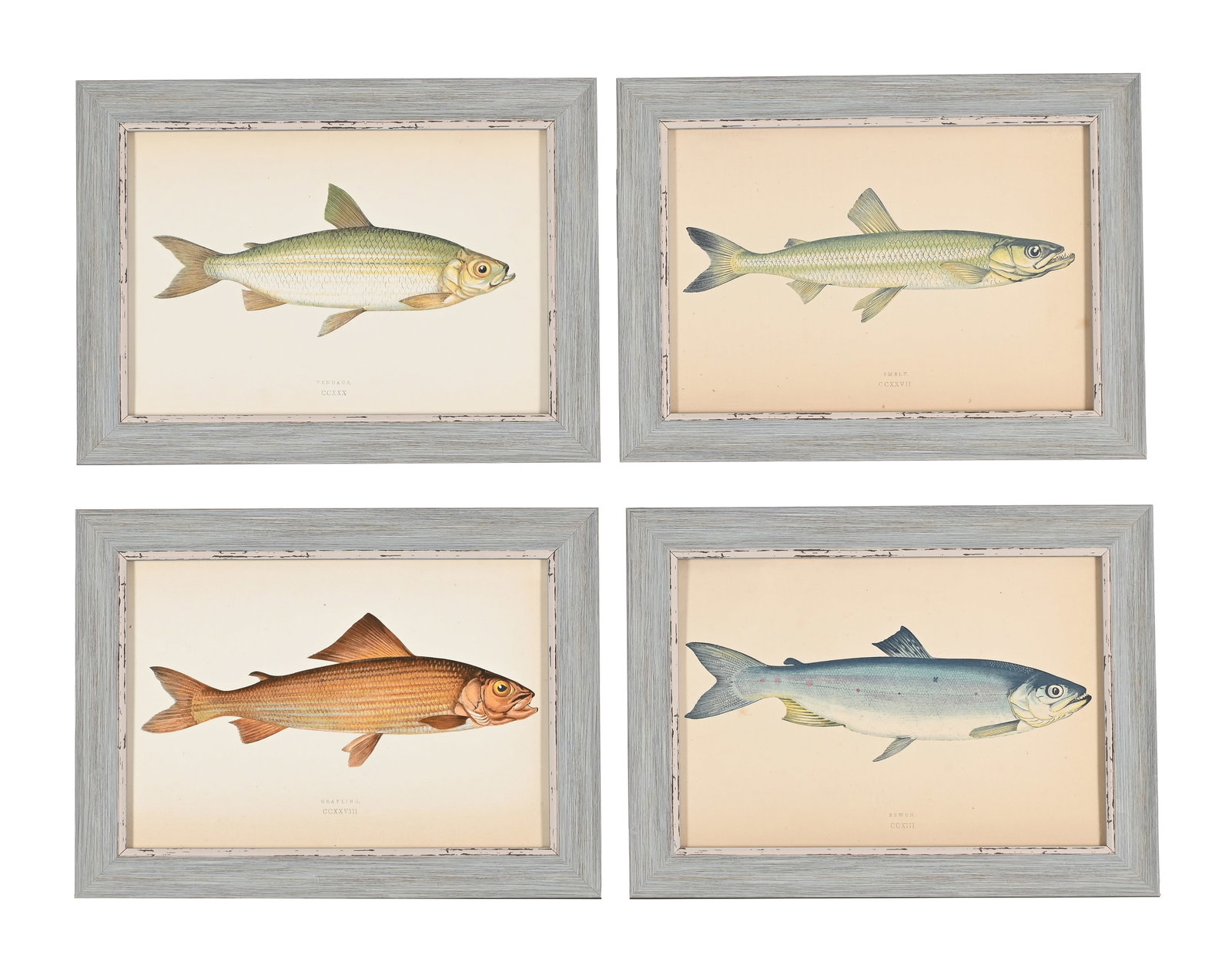 AFTER JONATHAN CROUCH, A SET OF TWELVE PRINTS OF ILLUSTRATIONS FROM A HISTORY OF THE FISHES OF THE B - 2