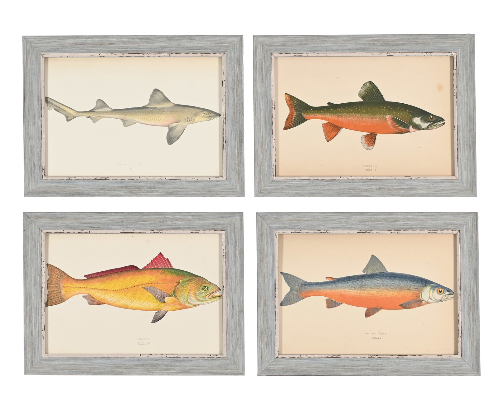 AFTER JONATHAN CROUCH, A SET OF TWELVE PRINTS OF ILLUSTRATIONS FROM A HISTORY OF THE FISHES OF THE B - 3