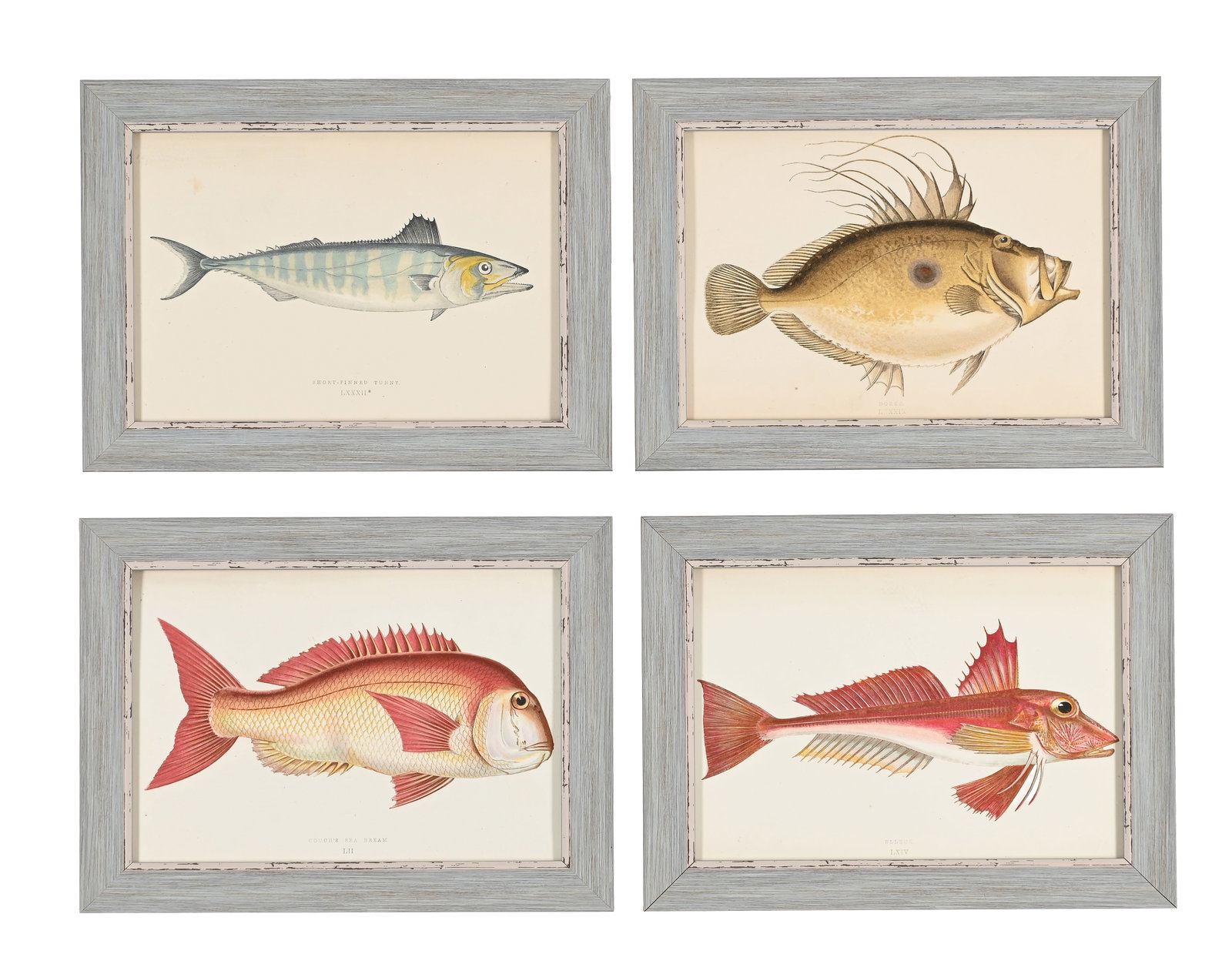 AFTER JONATHAN CROUCH, A SET OF TWELVE PRINTS OF ILLUSTRATIONS FROM A HISTORY OF THE FISHES OF THE B - 4