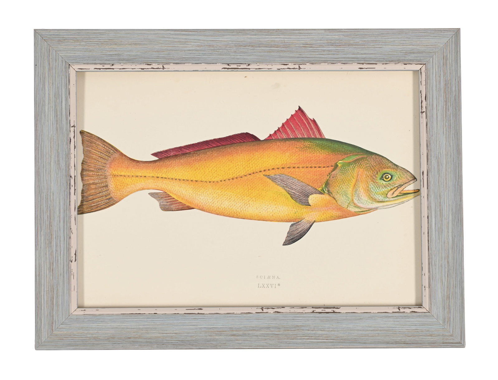 AFTER JONATHAN CROUCH, A SET OF TWELVE PRINTS OF ILLUSTRATIONS FROM A HISTORY OF THE FISHES OF THE B - 5
