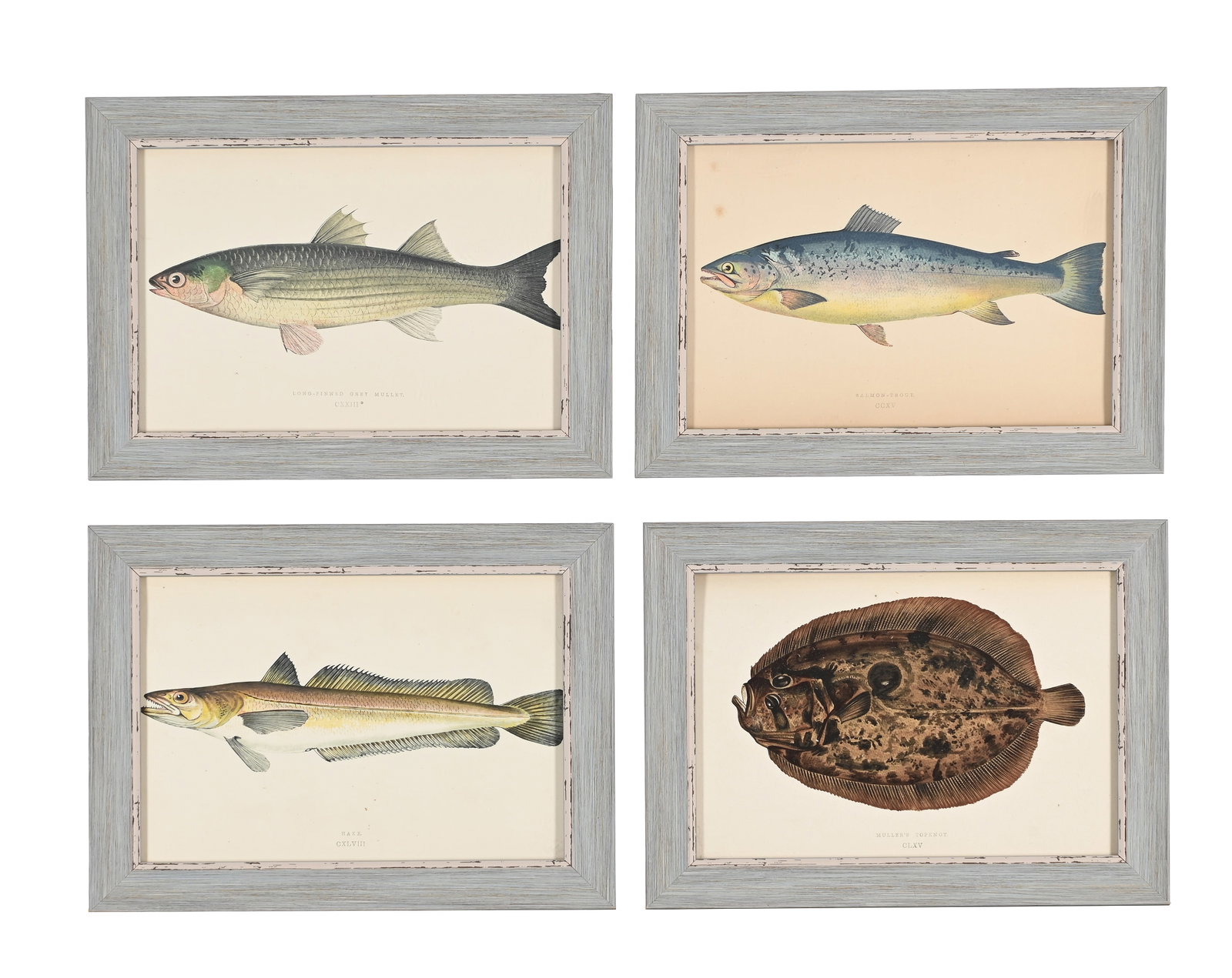 AFTER JONATHAN CROUCH, A SET OF TWELVE PRINTS OF ILLUSTRATIONS FROM A HISTORY OF THE FISHES OF THE B - 2