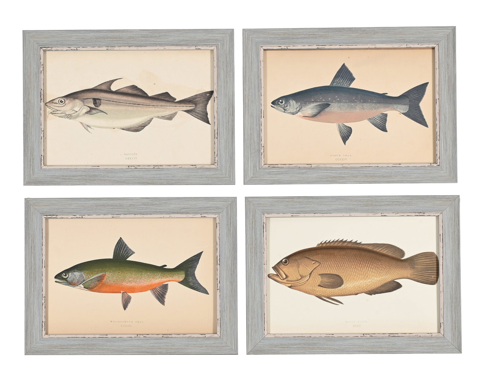 AFTER JONATHAN CROUCH, A SET OF TWELVE PRINTS OF ILLUSTRATIONS FROM A HISTORY OF THE FISHES OF THE B - 3