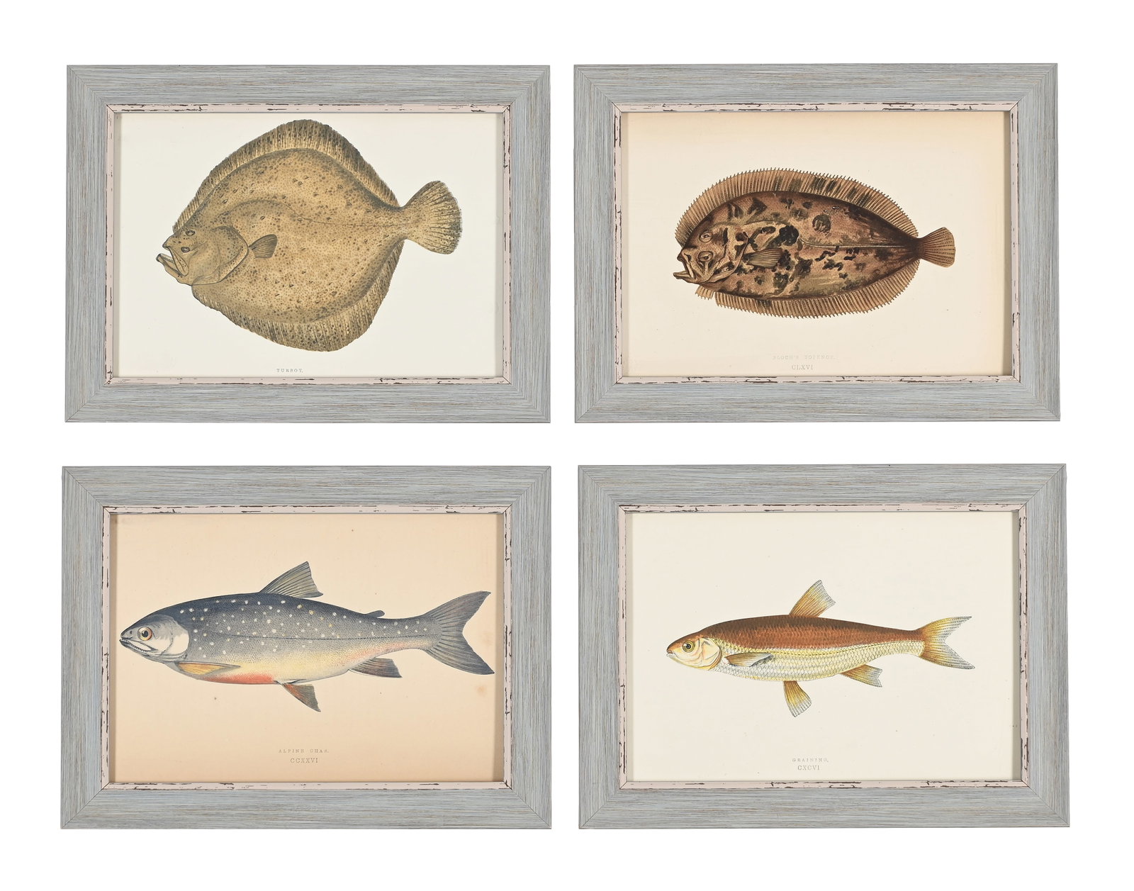 AFTER JONATHAN CROUCH, A SET OF TWELVE PRINTS OF ILLUSTRATIONS FROM A HISTORY OF THE FISHES OF THE B - 4