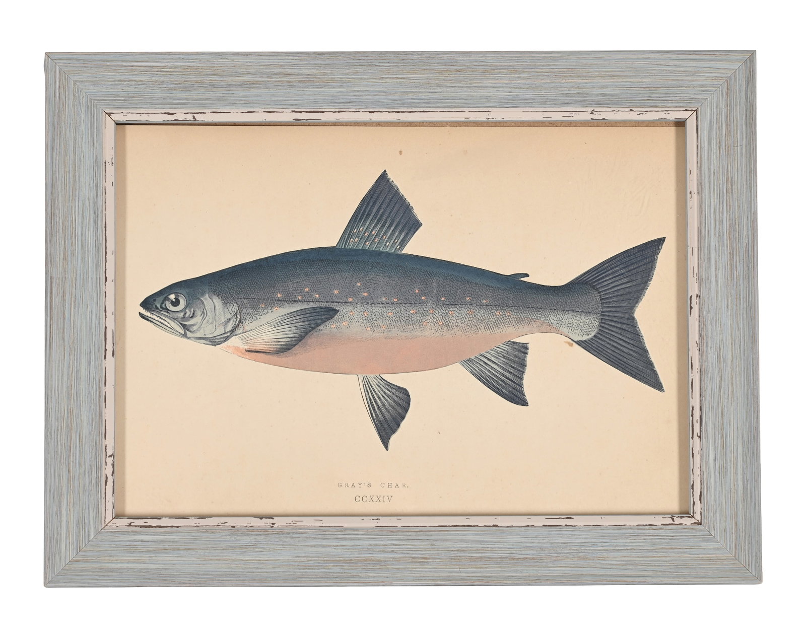 AFTER JONATHAN CROUCH, A SET OF TWELVE PRINTS OF ILLUSTRATIONS FROM A HISTORY OF THE FISHES OF THE B - 5
