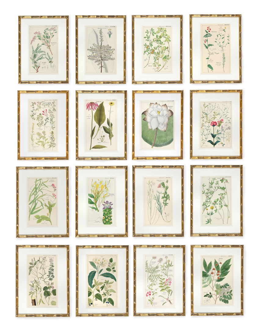 A SET OF SIXTEEN HAND COLOURED BOTANICAL PRINTS FROM FLORA UNIVERSALIS, 20TH CENTURY (1 of 19)
