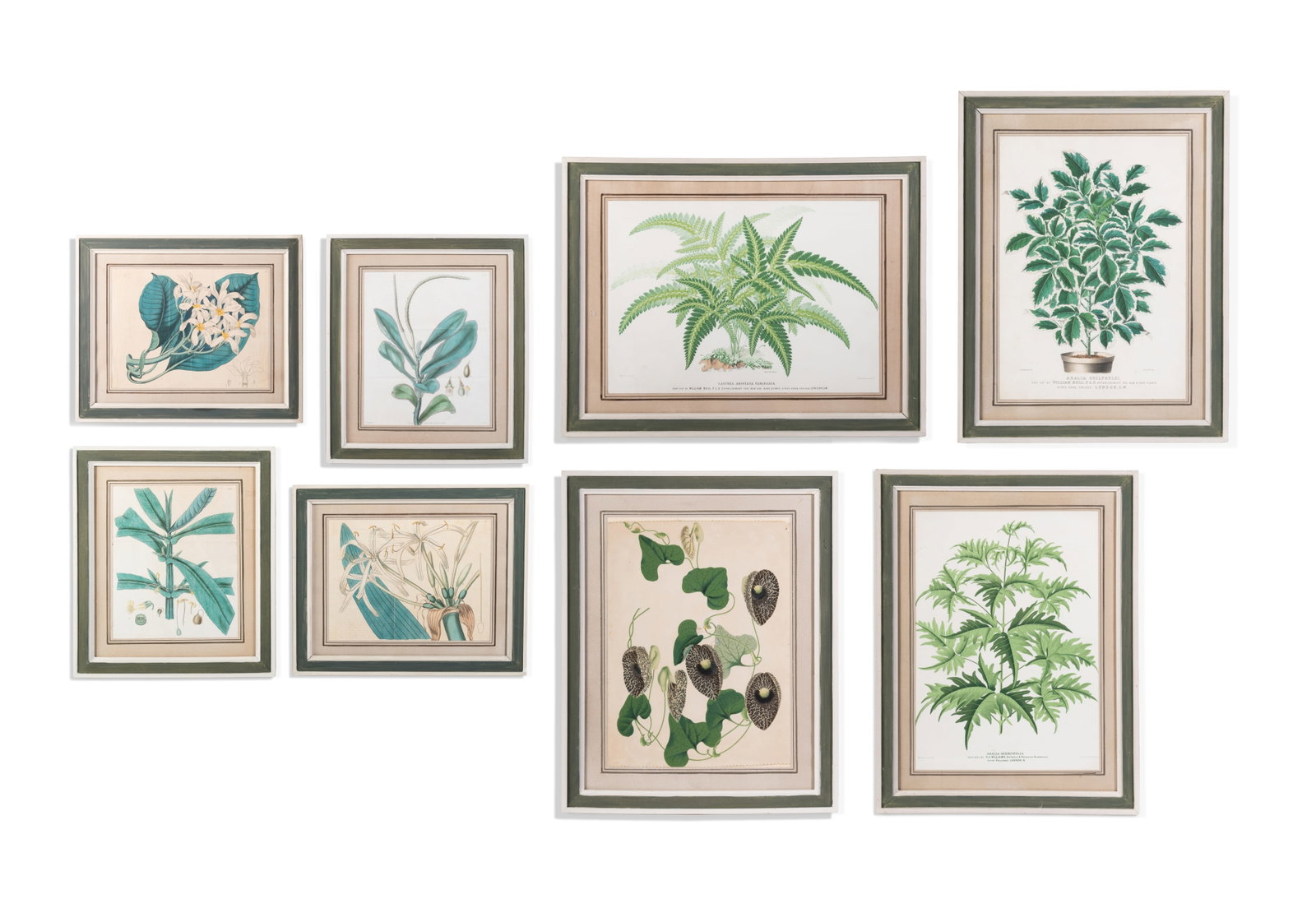 BRITISH SCHOOL, EIGHT BOTANICAL STUDIES: BRITISH SCHOOL EIGHT BOTANICAL STUDIES Coloured engravings and book plates, some with added watercolour 37 x 26cm (14½ x 10in.) In George Oakes painted mounts and frames Condition Report