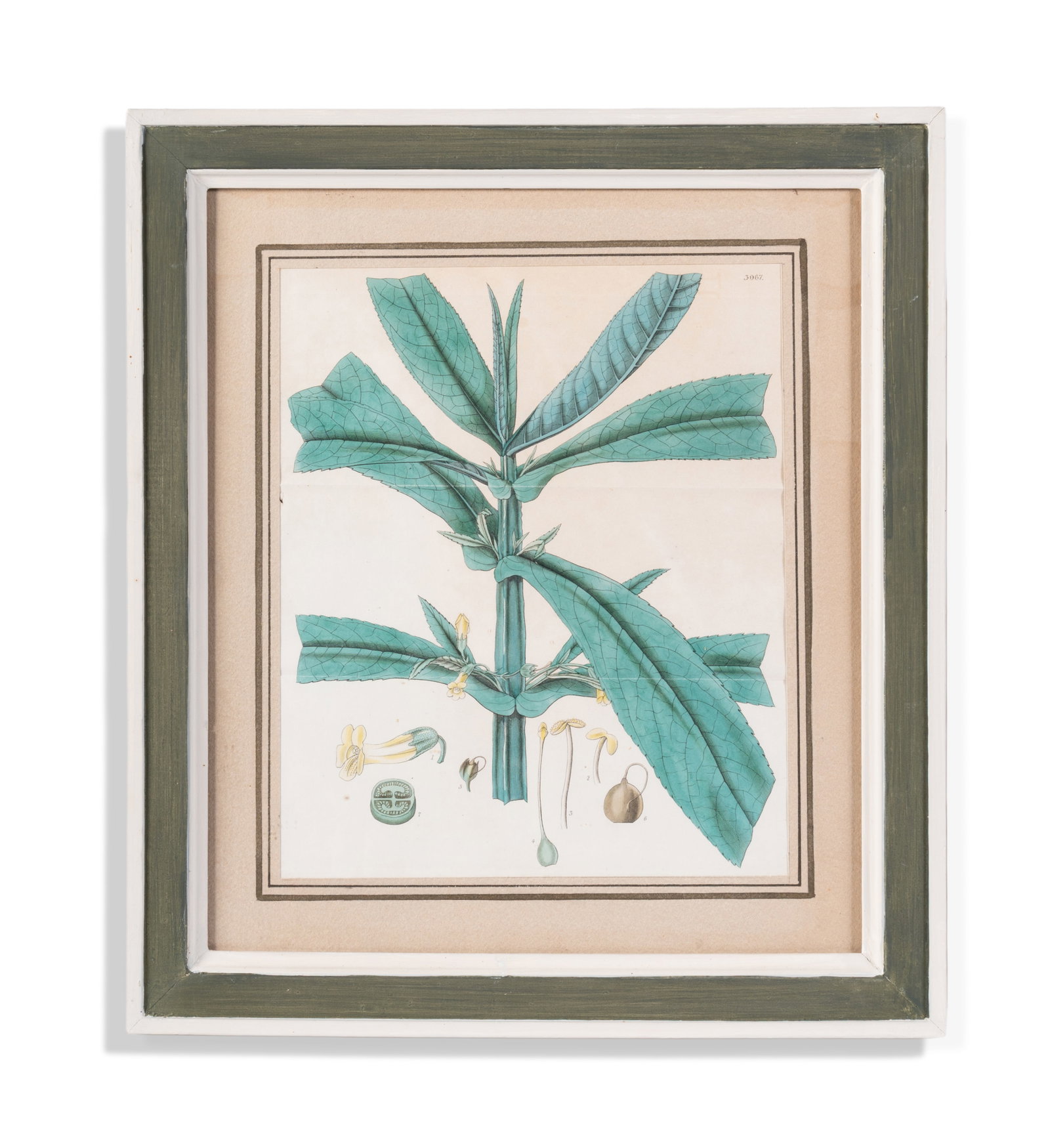 BRITISH SCHOOL, EIGHT BOTANICAL STUDIES - 2